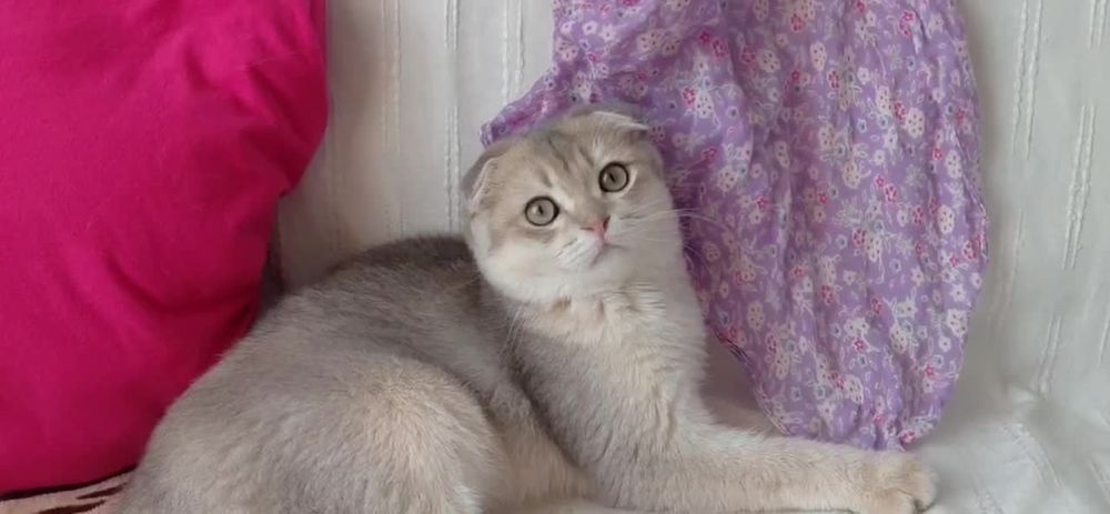 Очень редкий окрас голубое золото ау11