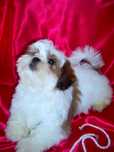 shih tzu, Shitsu piekny, odchowany piesek 2x zaszczepiony. okazja