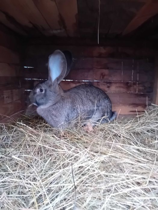 Olbrzym belgijski szary