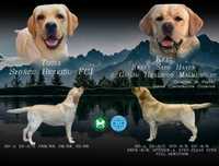 Szczeniaki Labrador Retriever ZKwP - FCI !!!