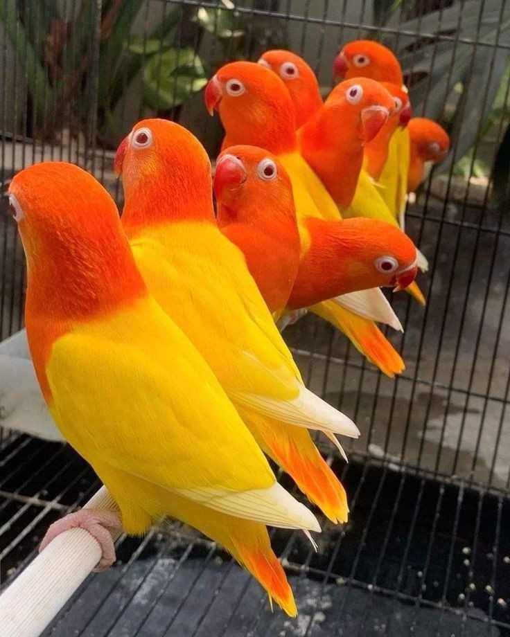 Vendo fichers machos e fêmeas
