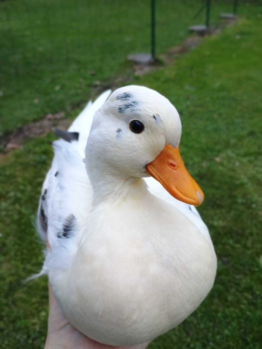 Kaczorki call duck