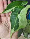 Syngonium 3 Kings (Magic Marble), planta de interior