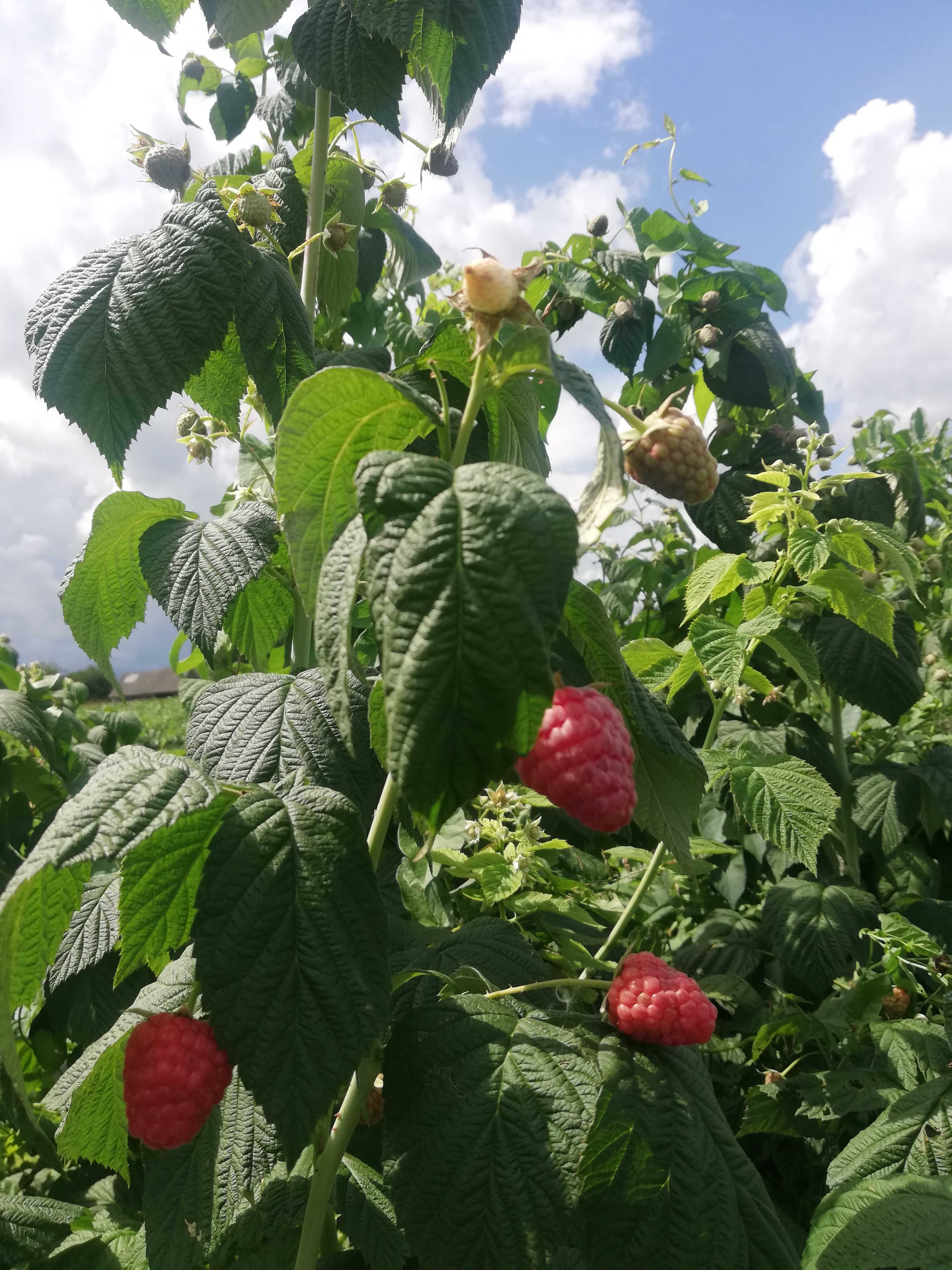 Maliny świeże owoce sprzedam