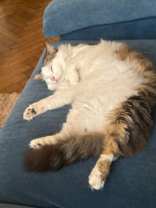 Отдам в хорошие руки