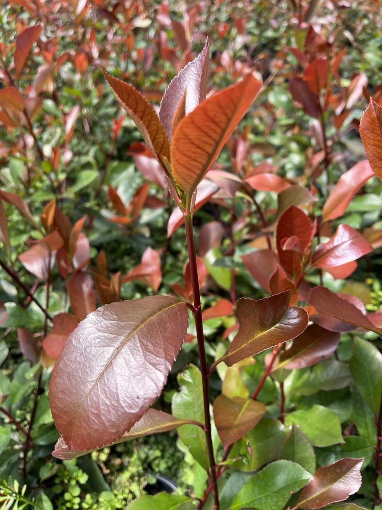 Photinia Red Robin