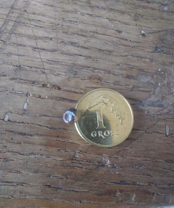 Ślimaki akwariowe - zatoczki - pakiet 10 szt. WYSYŁKA!