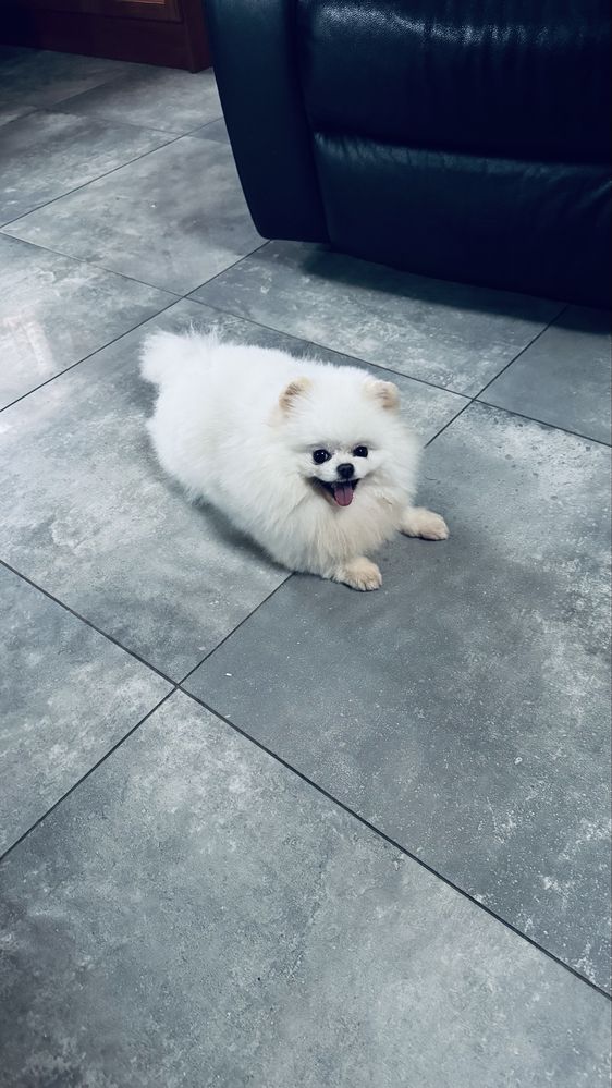 Pomeranian 1 samiec