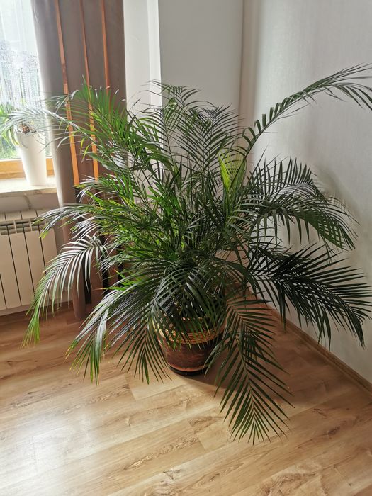 Palma kwiatek doniczkowy