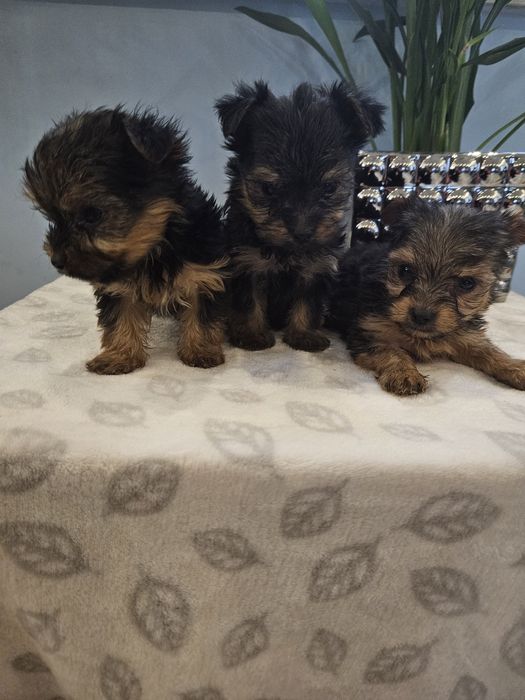 York z Rodowodem do odbioru