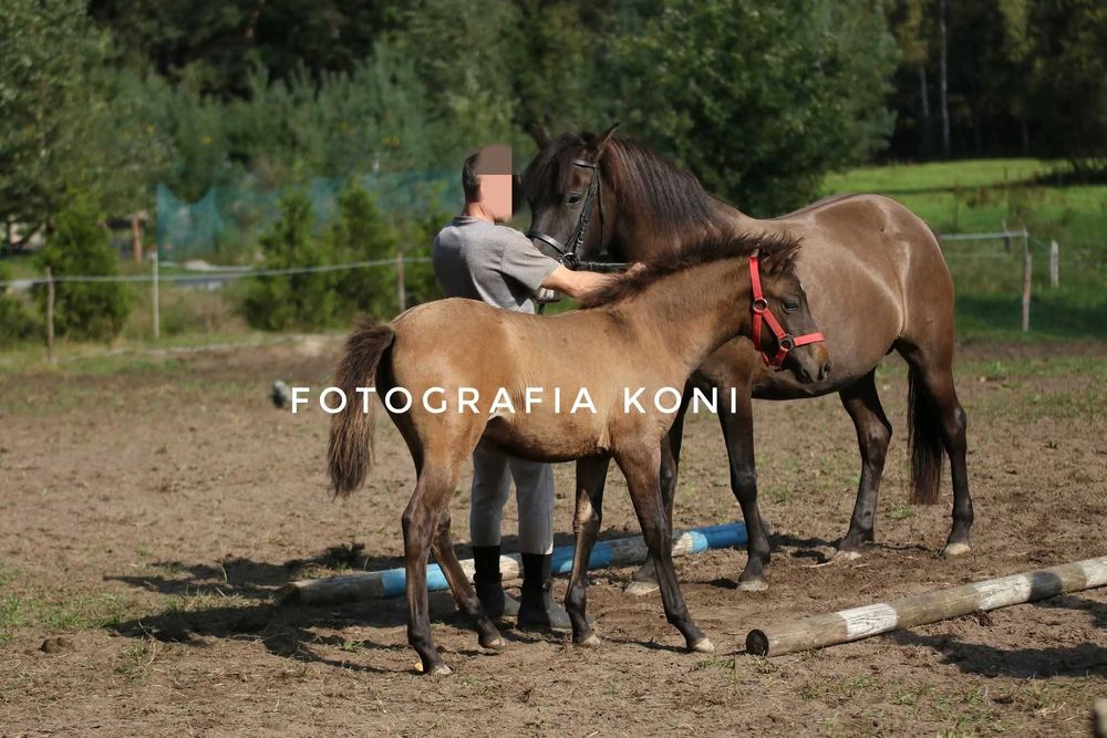 Klacz huculska - źrebak, sprzedaż/zamiana