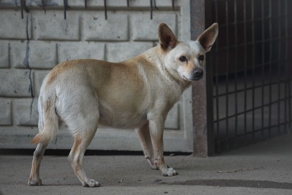 Poznajcie Matkę – kruchą duszyczkę z uszkami jak Yoda