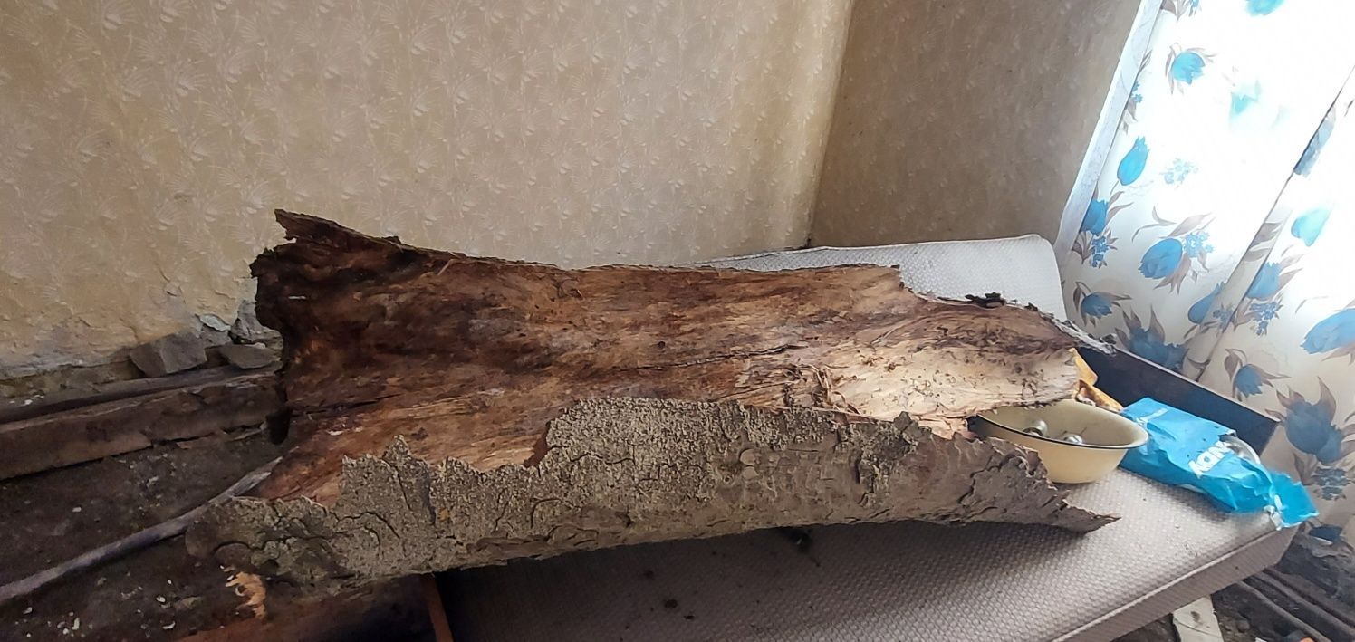 Kora kasztanowca korzeń do terrarium 2 metry