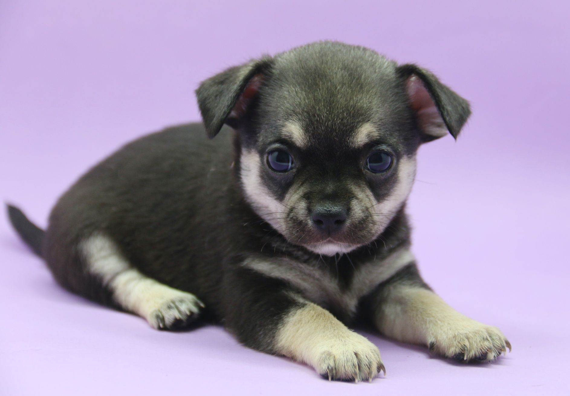 Chihuahuas brevemente