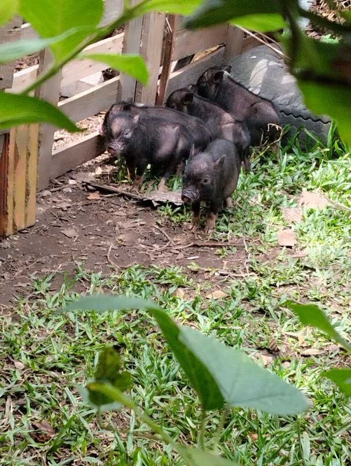 Porquinhos vietnamitas com 2 meses