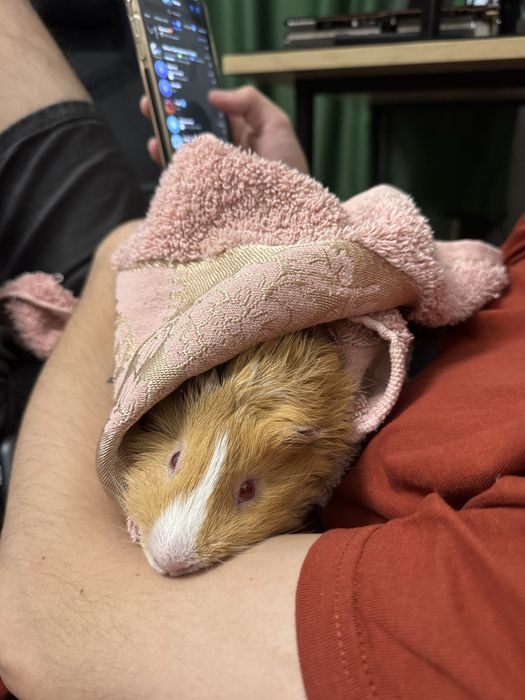 2 морские свинки и клетка со всем необходимым (доставим под дом)