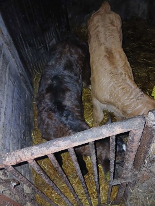 Byczek rudy i jałówka czarna