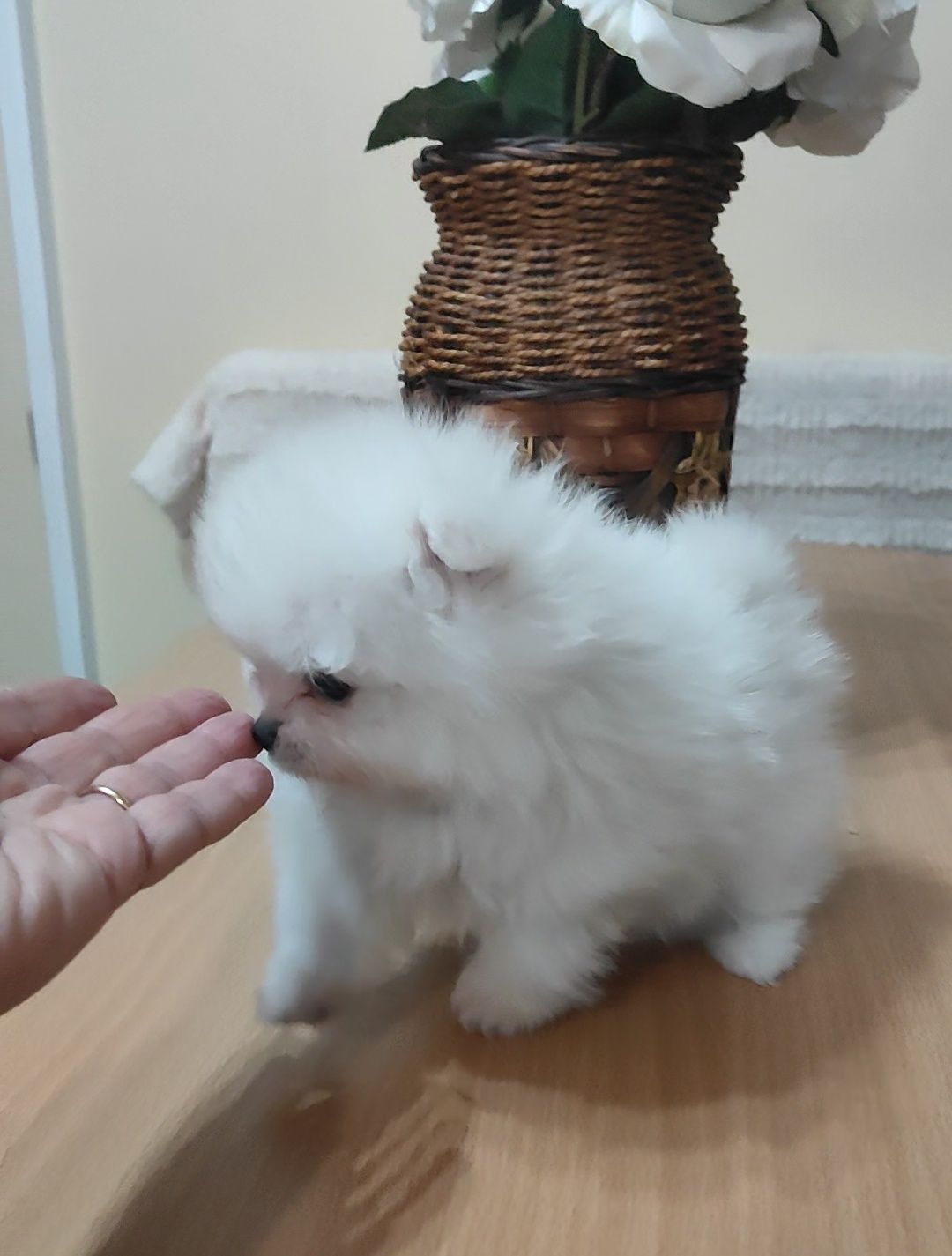 Spitz Alemão fêmea anão