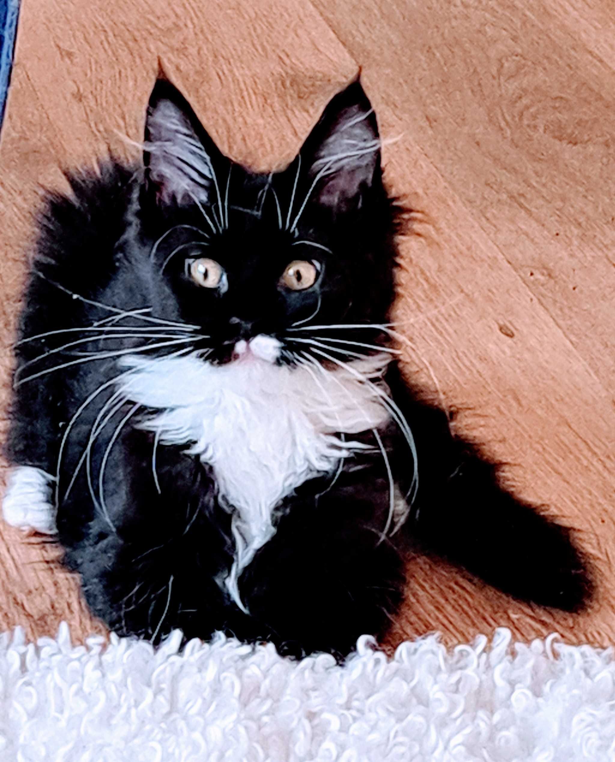Czarna z białym, wyjątkowa kotka Mco