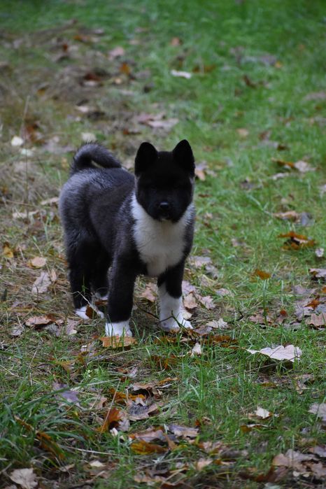 Akita Amerykańska, Akity amerykańskie - suczka FLORA FCI/ZKwP