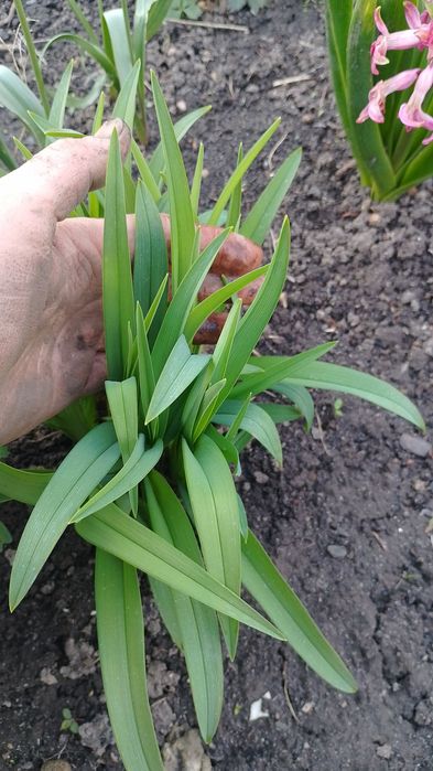 Лілейник Bonanza Багаторічні квіти