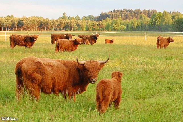 Szkockie Krowy Wysokogórskie (Highland Cattle)