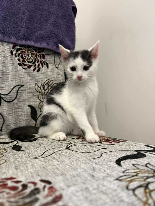 Krówka ślicznie umaszczona kotka do adopcji