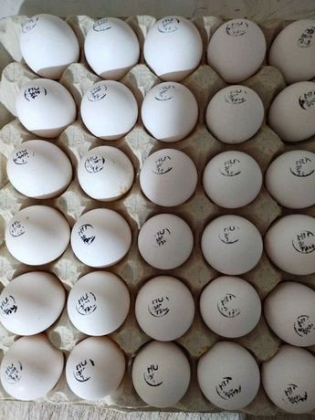 Яйце на інкубацію білої продуктивної несучки Ломан Вайт, Хайсекс Вайт