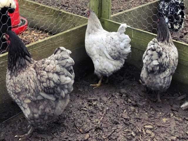 Віандот (колумбія, блакитна, смугастий) яйце інкубаційне