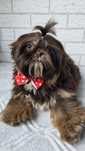 Shih Tzu Samiec czekoladowy Komplet Szczepień