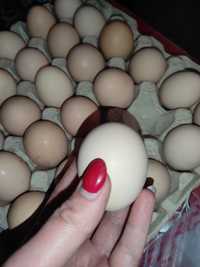 Яйця курей домашніх ,   можна для інкубації 
Краще собі обрати,поб