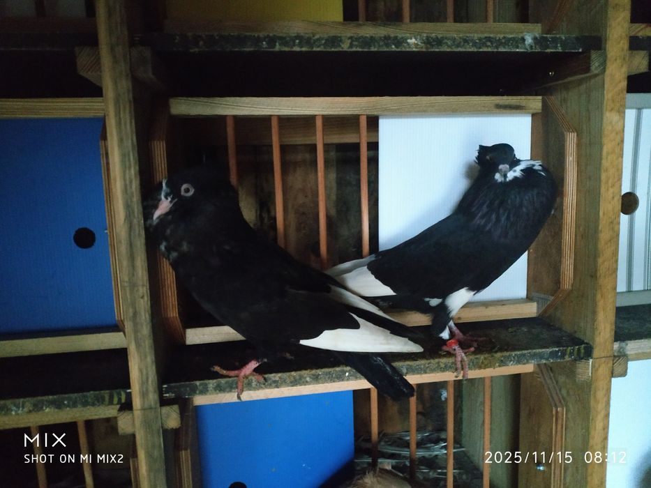 Gołębie sztaficery garłacze