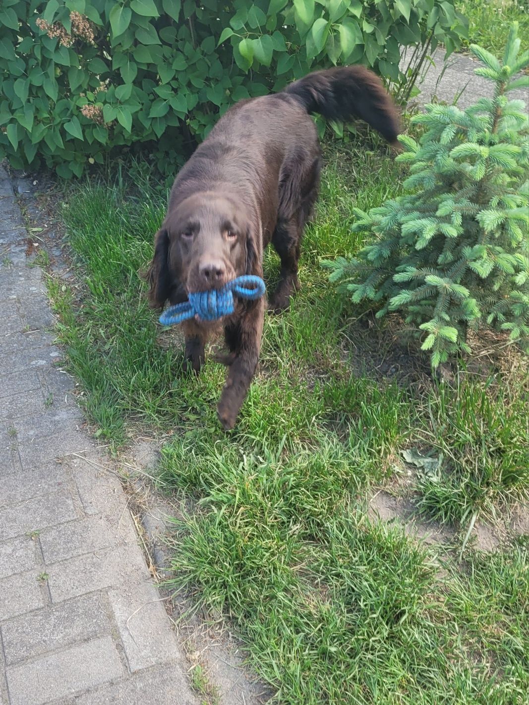 Flat Coated Retriever FCI