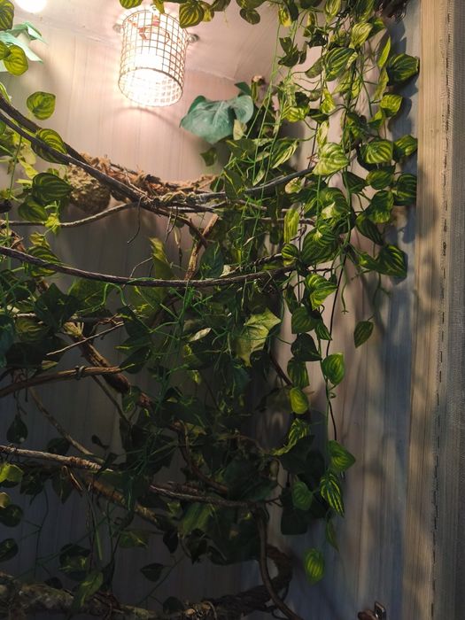 Terrarium dla kameleona