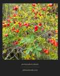 Sementes de Rosa Musqueta - Rosa Canina
