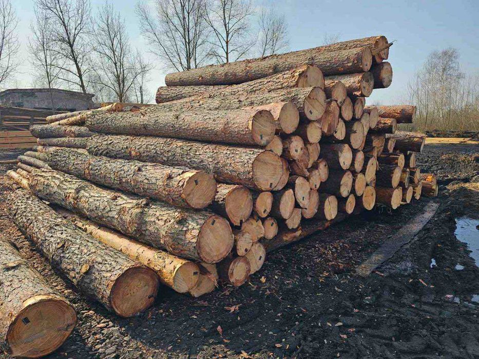 Кругляк (колода ) усіх діаметрів з лісхоза без посередників!