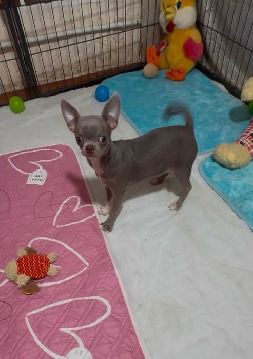 КСУ. Дівчинка-лілова.