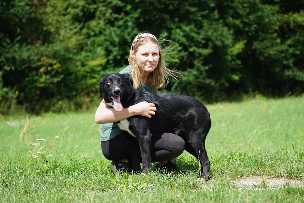 Tyszek - cudowny, młody pies w typie labrador