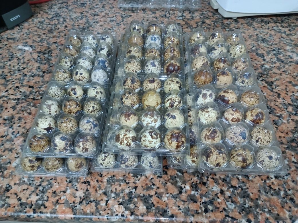 Codorniz  e ovos