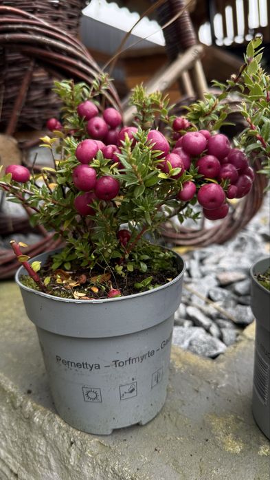 Гаультерія фіолетова епіпремнум агава сциндапсус