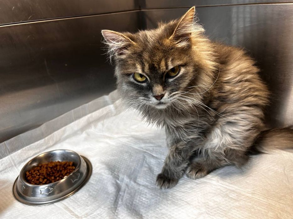 Котята в хорошие руки