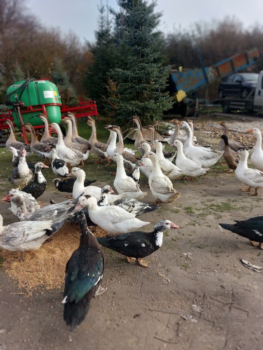 Kaczki mięsne po uboju