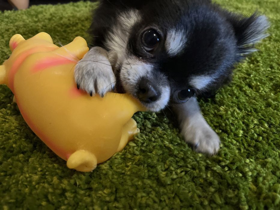 Вязка с кобелем чихуахуа длинношерстный пепельный