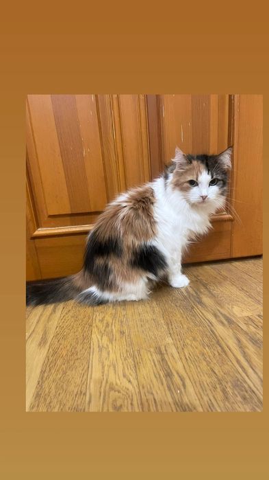Отдам пушистую кошку трехцветку, стерилизована,  1 год
