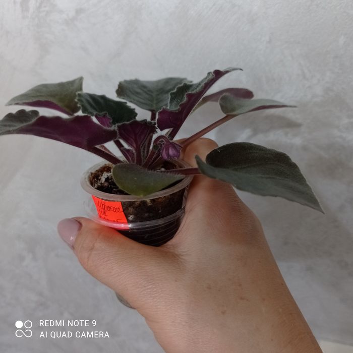 Фіалочка "ЕК-Морские Ежи"