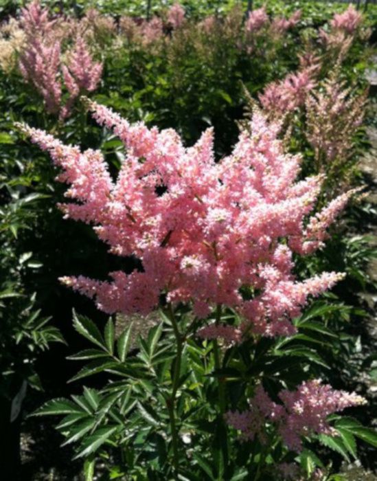 TAWUŁKA JAPOŃSKA Peach Blossom - sadzonki w doniczkach