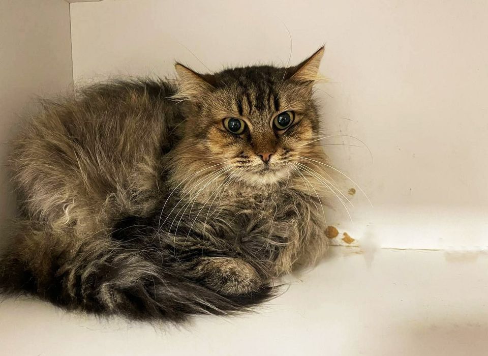 Врятована з Покровську котодитинка, кішечка Шанель, кішка 1,5 р.