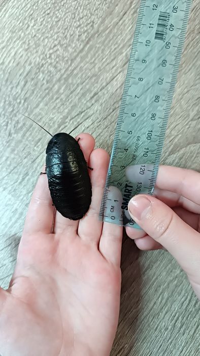 Мадагаскарські шиплячі таргани (таракани)