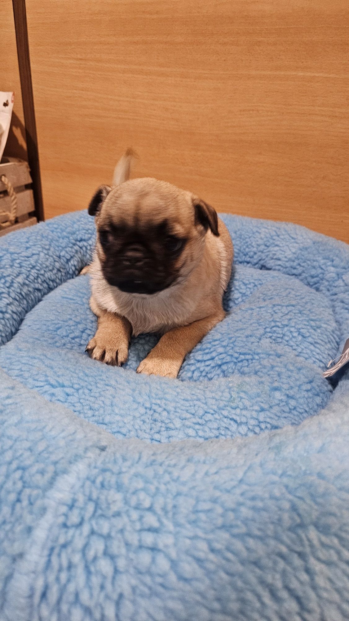 Pug Carlin macho