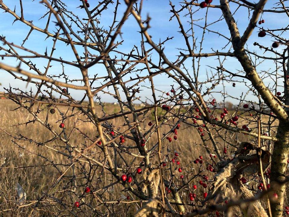 Продаж 20 соток під забудову вул. Медова